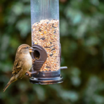 Ontdek de Smaak van Kwalitatief Vogelvoer: Een Traktatie voor Gevederde Vrienden